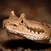 rattlesnake73